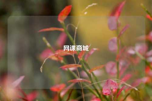 网课商城  第1张